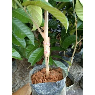 ต้นลองกองตันหยงมัสแท้ จากซีโป เสียบยอด นราธิวาสเมืองแห่งลองกองหอมหวาน