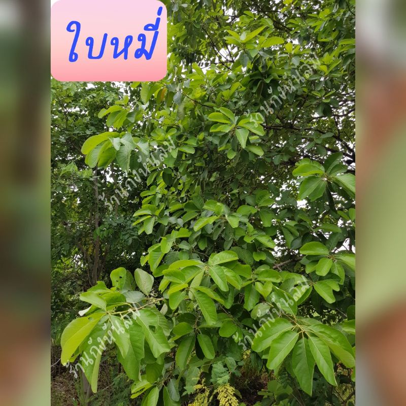 ใบหมี่ ใบหมี่เหม็นสำหรับนำไปใช้รักษาผม