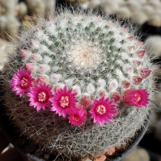 แคคตัส : mammillaria hahniana แมมแม่เฒ่าดอกชมพู ออกดอกสวยมากเหมือนมงลง🌵