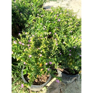 ต้นหลิวใต้หวันดอกม่วง หรือหลิวไทเป Elfin Herb  False Heather