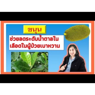 ใบขนุมเก็บแบบสดๆ50ใบแถม20ใบ99บาทออแกนิคไร้สารพิษ100%