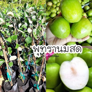 ต้นพุทรานมสด☘พร้อมส่ง ลูกใหญ่ๆรสหวานหรอบ(รับประกินสินค้าชำรุด)