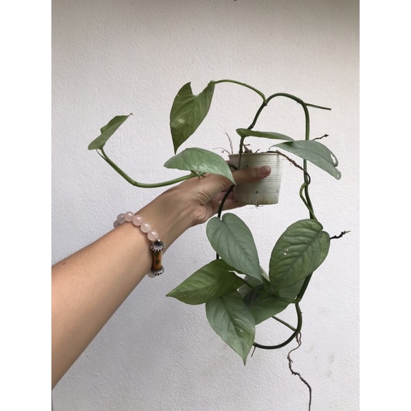 ✅ โล๊ะ คละส่ง - Epipremnum pinnatum cebu blue n.2 -