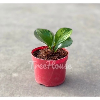 เปเปอร์หยกด่าง กระถาง 4 นิ้ว / Peperomia obtusifolia (L.) F.Dietr pot 4