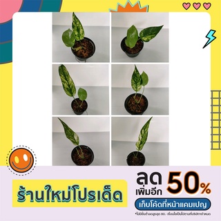 อิพิด่างเหลืองเบอร์1 Epipremnum Pinnatum Yellow Flame No.1 ลายไฟด่างสวย