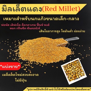 แบ่งขาย มิลเล็ตแดง(Red millet)เมล็ดสดใหม่ไม่มีฝุ่น ย่อยง่าย เส้นใยอาหารสูง