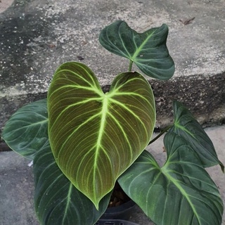 Philodendron El Choco Red🌿 ฟิโลเอลโชโคเรด ใบกำมะหยี หลังใบสีแดง