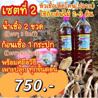 น้ำเชื้อเห็ดโคน(ปลวก)+ก้อนเชื้อพร้อมปลูก🍄 เซต2