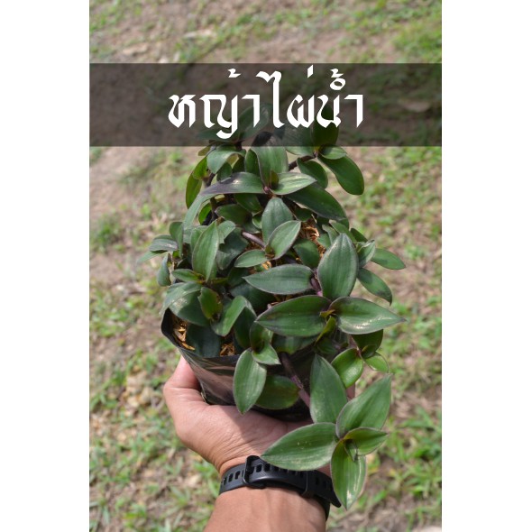 หญ้าไผ่น้ำ โรคไตใช้กันเยอะ ต้นสวย พร้อมลงดิน รากเยอะ ปลูกง่าย