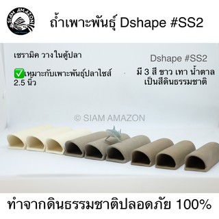 ถ้ำเพาะพันธุ์ Dshape #SS2 / Pleco breeding cave #SS2