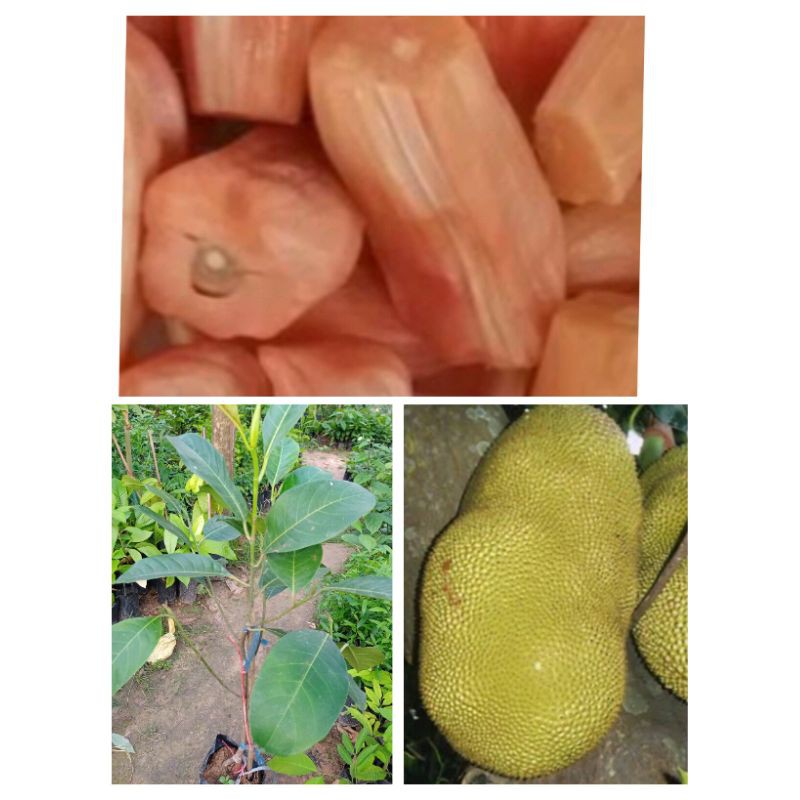 ต้นขนุนจําปากรอบ เนื้อรสหวานกรอบ สูง 60-80ซ.ม แบบทาบกิ่ง
