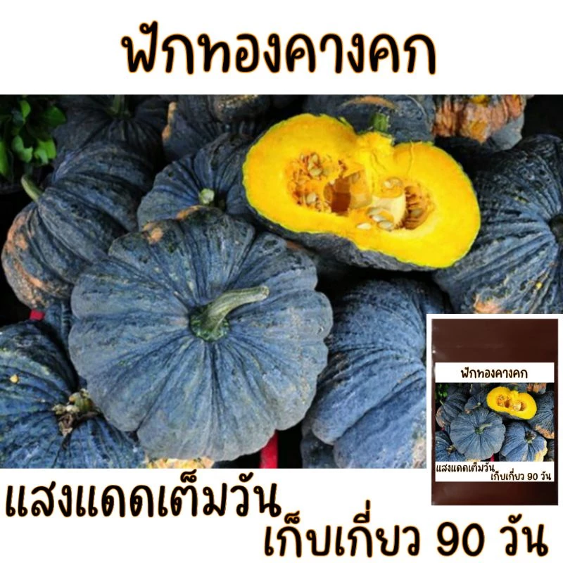 20 เมล็ด เมล็ดพันธุ์ ฟักทองคางคก