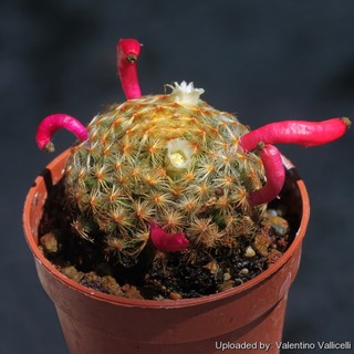 เมล็ดพันธุ์ แมมขนนกเหลือง Mammillaria schiedeana​ 50 เมล็ด กระบองเพชร​ แคคตัส cactus