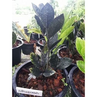 กวักมรกตดำBLACK  ZAMIOCULCAS ZAMIPOLIA)กระถาง8"