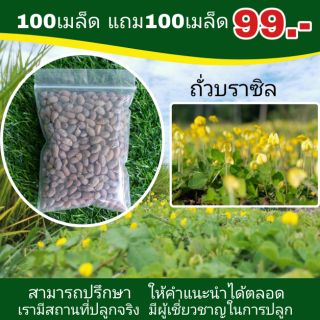 เมล็ดพันธุ์ถั่วบราซิล 100 แถมฟรี20เมล็ด