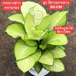 ต้นเศรษฐีแสงจันทร์ไม้มงคลเรียกทรัพย์กระถางขาว10นิ้วพร้อมจานรองโรยหินภูเขาไฟไม้ฟอกอากาศ