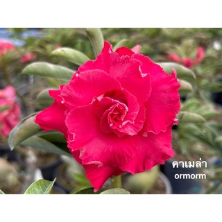 ชวนชมดอกซ้อน - คาเมล่า Camellia