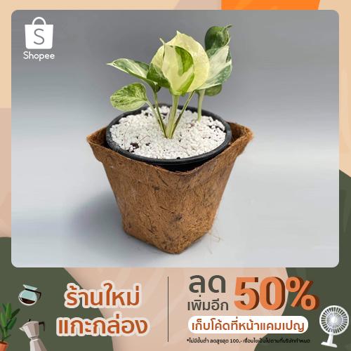 Philodendron พลูแอปเปิล (Epipremnum Aureum Manjula) สูง 12 cm.