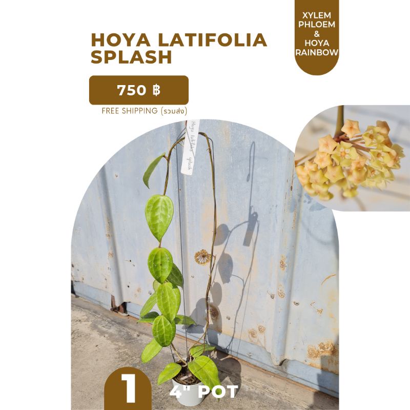 Hoya latifolia splash / โฮย่าลาติโฟเลียแสปลช