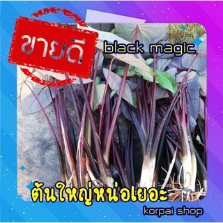 colocasia Black Magic เป็นพืชน้ำ สีดำเข้มสำหรับปลูกประดับขายแบบหน่อหุ้มราก(แบบตัดสดหุ้มรากตัดใบ)