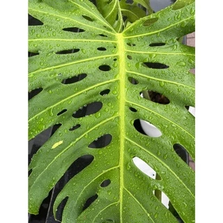 ต้นมอนสเตอร่า เดลิซิโอซ่า ไจแอนท์ (Monstera Deliciosa Monstera Giant) อายุ 2-3 ปี