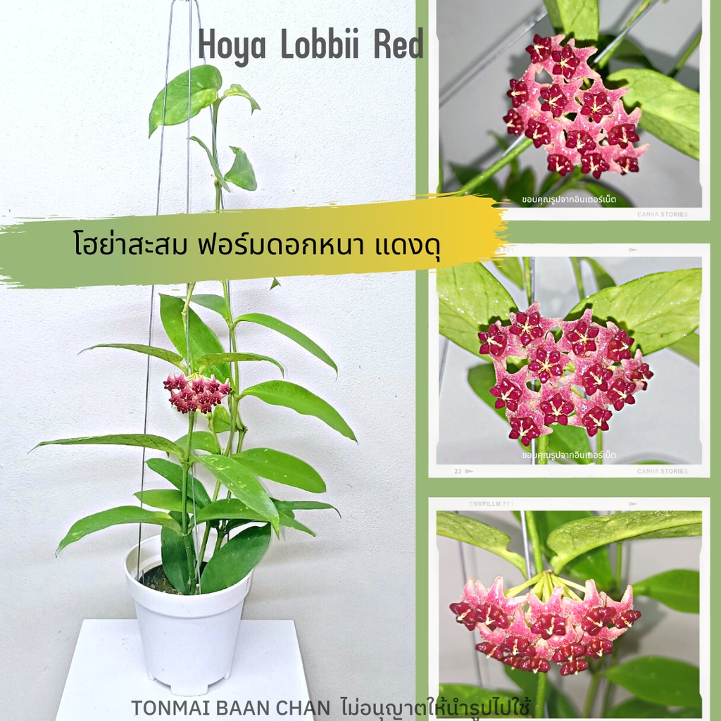 Hoya lobbii red โฮย่าสะสม ไม้แขวนประดับ ไม้ดอกสวย ฟอร์มหนา ดอกบานนาน
