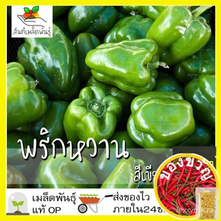 เมล็ดอวบอ้วน100%，ไทยในสต็อกพร้อมส่งเมล็ดพันธุ์ พริกหวาน สีเขียว 50 เมล็ด Green Sweet Pepper seeds เมล็ดพันธุ์แท้ นำเข้าจ