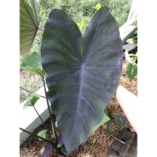 ✅ ตัดสด รับกี่ต้นส่งข้อความมาแจ้งก่อนได้ - Colocasia Black Runner -