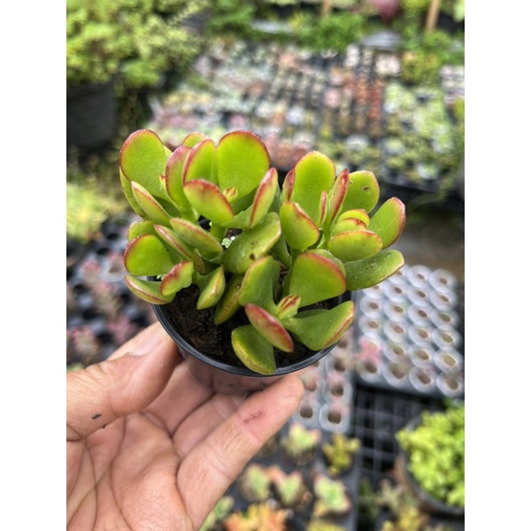 Crassula ovata "Crosby's Compact" (Dwarf Jade Plant) #ใบเล็ก ขอบใบแดง ไม้อวบนำ้ น่ารักๆ กระถาง 2 นิ้ว