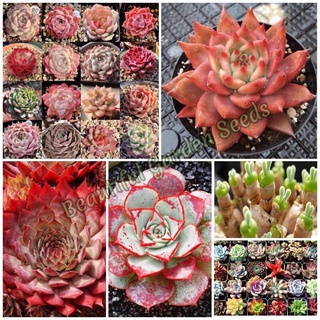 Wow Wow++ เมล็ดบอนสี เมล็ดพันธุ์ ไม้อวบน้ำ Mixed Succulent Flower Seeds เมล็ดดอกไม้ (แต่ละแพ็คมี 100 เมล็ด)