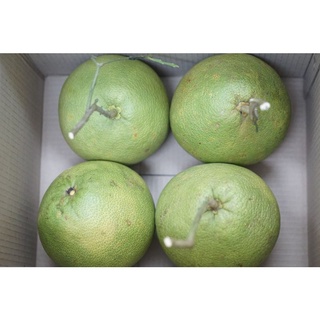 ส้มโอขาวน้ำผึ้ง(Pomelo)แหล่งนครชัยศรี"หวานฉ่ำ"กรอบ/ไซส์L16นิ้วx2ลูก