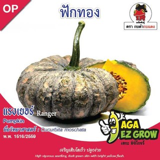 AGA SHOP เมล็ดพันธุ์ฟักทอง คางคกเเรงเยอร์