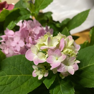 ไฮเดรนเยีย สีฟ้าม่วงชมพู