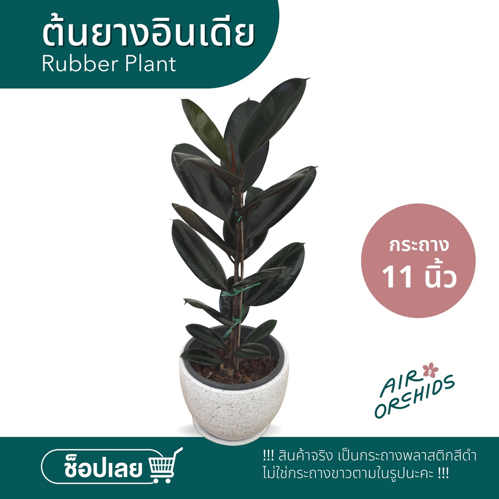 ยางอินเดีย ไม้ฟอกอากาศ ไม้ประดับตกแต่งในบ้าน กระถางขนาด 11 นิ้ว