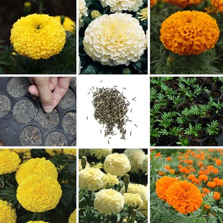 ราคา(ซื้อ10แถม1)เมล็ดดอกดาวเรือง ดอกใหญ่ (Marigold) มีให้เลือก 3 สี บรรจุถุงละ  100+ เมล็ด