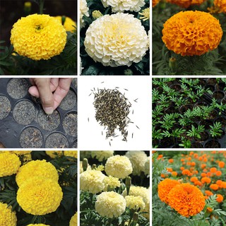 (ซื้อ10แถม1)เมล็ดดอกดาวเรือง ดอกใหญ่ (Marigold) มีให้เลือก 3 สี บรรจุถุงละ  100+ เมล็ด