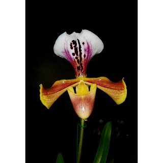 กล้วยไม้รองเท้านารีกาติก Paphiopedilum gratrixianum 1 ต้น