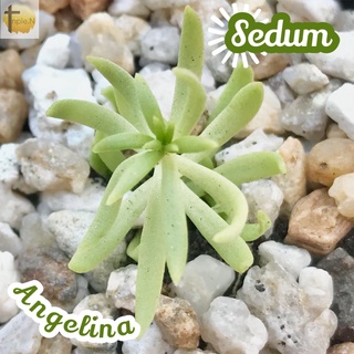 [แพรทอง] Sedum Angelina ส่งพร้อมกระถาง แคคตัส Cactus Succulent Haworthia ไม้อวบน้ำ พืชอวบน้ำ ไม้หนาม ไม้โขด กระบองเพชร