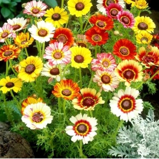 (ผู้ค้าส่งเมล็ดพันธุ์) เมล็ดพันธุ์ ดอกเพ้นท์เดซี่ เดซี่สามสี - Painted Daisy Mix  150เมล็ด นำเข้าจากต่างประเทศ ปลูกง่าย