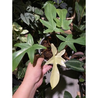 philodendron florida ghost