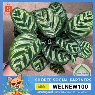 Flower Garden F171 คล้าแววมยุรา Calathea Makoyana กระถาง 5 นิ้ว ไม้ฟอกอากาศในบ้าน #ร่มรำไร ไม้มงคล