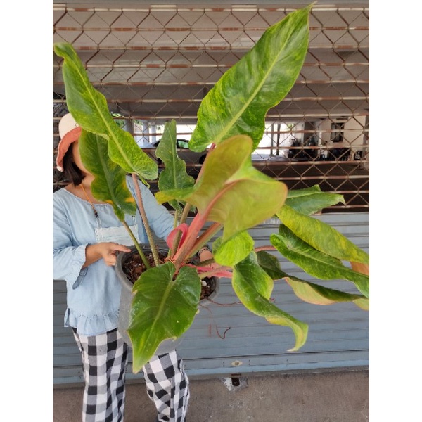 philodendron orange marmalade กระถางใหญ่ 15"