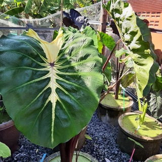 🌈Colocasia white lava🌈(ไวท์ลาวา)