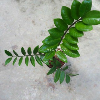 PLANT l ZAMIIFOLIA (ต้นกวักมรกตแบบโชว์โขด) *ไม่รวมกระถาง