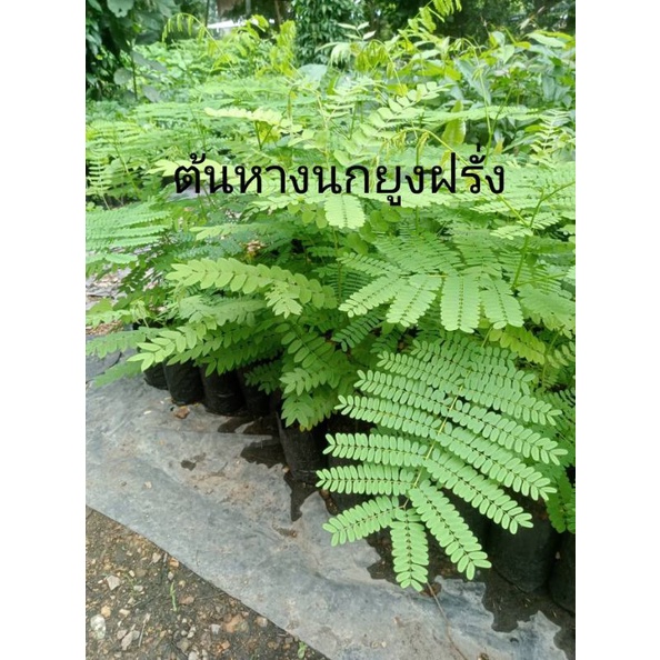 ต้นหางนกยูงฝรั่งสีแดง สูง30-60ซม.ส่งฟรี