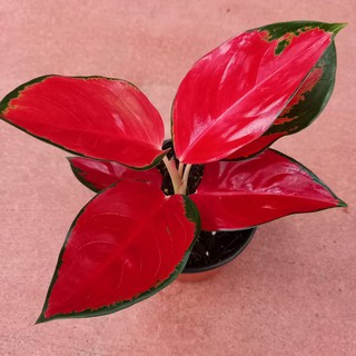 seeds AGLAONEMA 50 เมล็ด (ไม่ใช่พืชที่มีชีวิต)