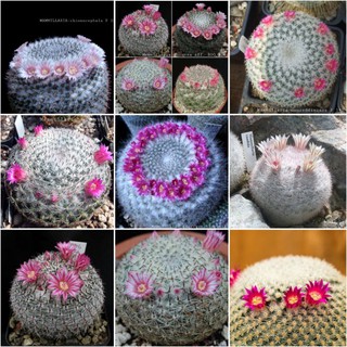 เมล็ดMammilaria พันธุ์หายากหลายชนิด