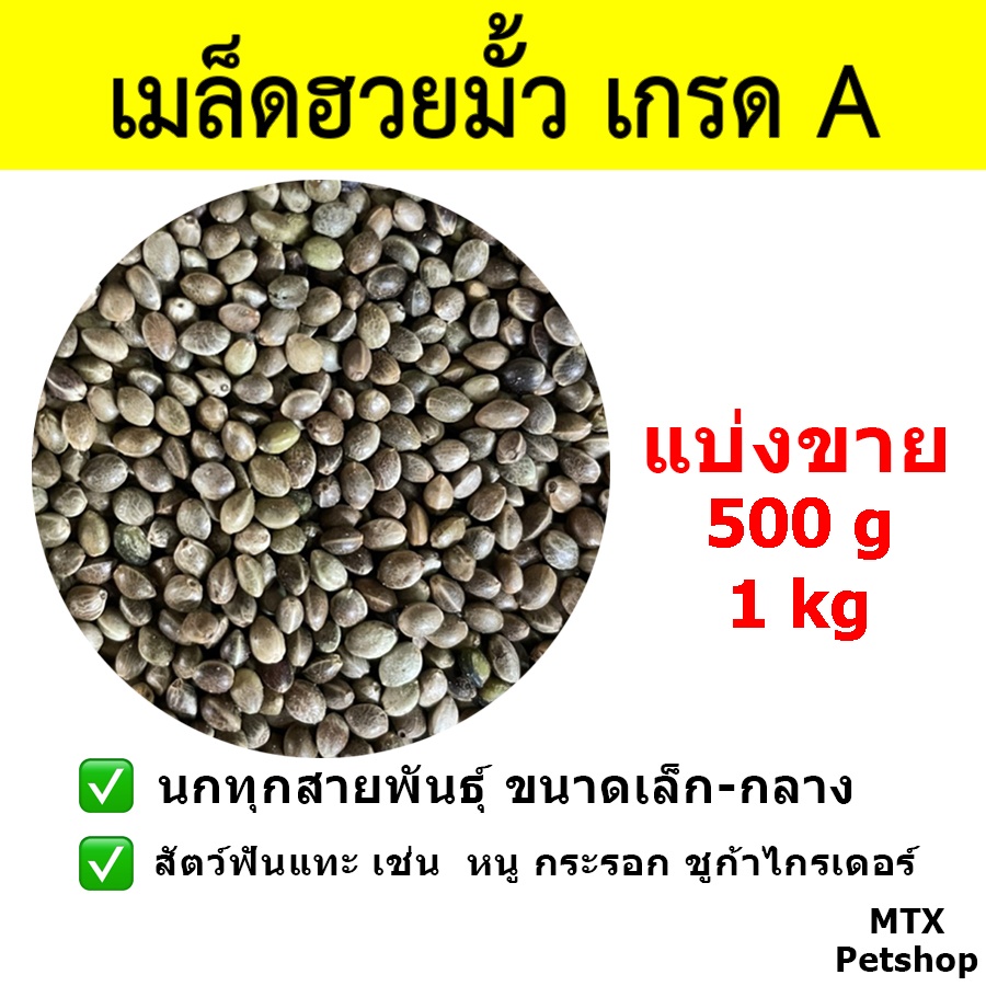เมล็ดฮวยมั้ว เกรดA แบ่งขาย // สำหรับนก และ สัตว์ฟันแทะ