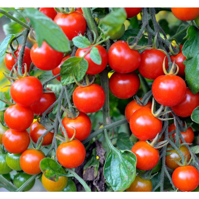 ฮอร์โมนไข่ไก่+นมสด2พลัง
เร่งการเจริญเติบโต เร่งติดดอกออกผล รสหวาน ผลโต ขนาด1ลิตร - รูปที่ 4