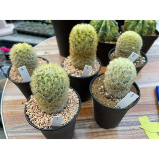 แมมคามิเน่ แมมมิลาเรีย คามิเน่ขาว คามิเน่เหลือง Mammillaria carmenae แคคตัส กระบองเพชร พร้อมส่ง ราคาเบาๆ